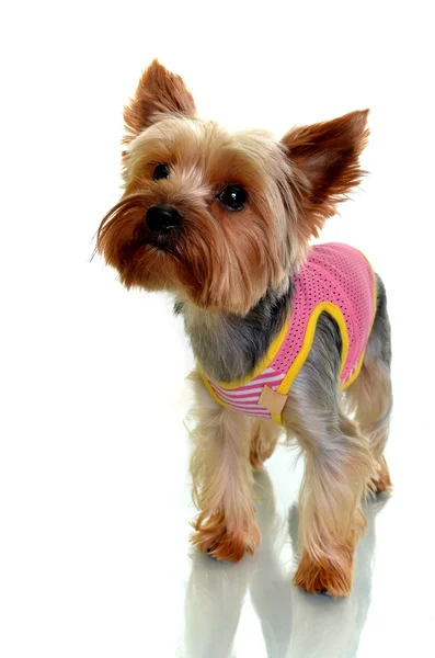 Yorkshire terrier — Stock Photo, Image