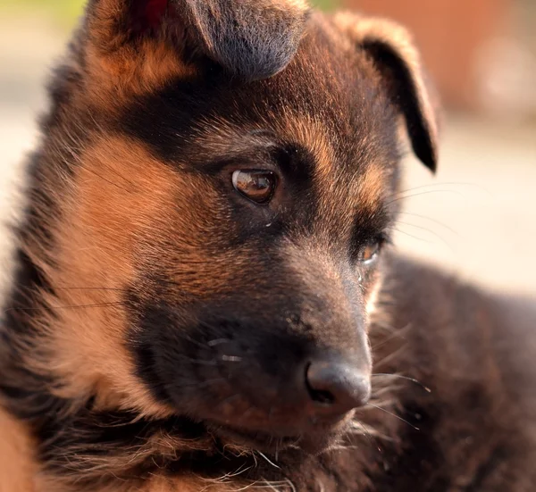 German shepherd puppie — Stock Photo, Image