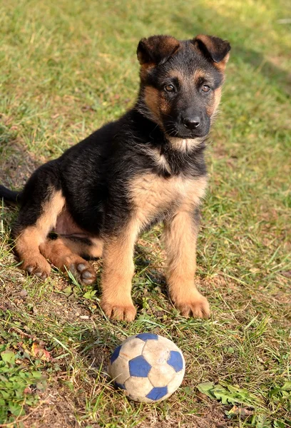Duitse herder puppie — Stockfoto