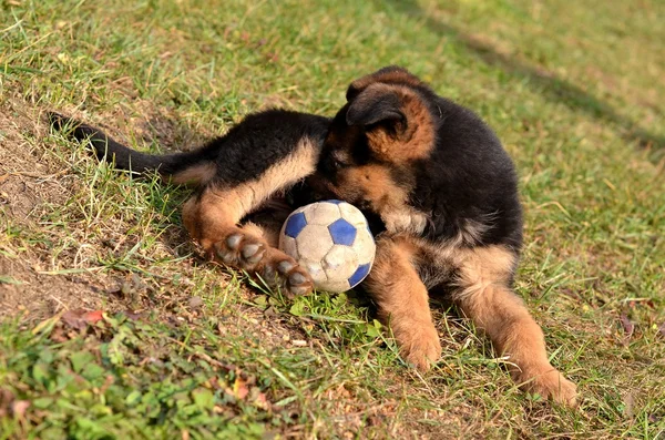 Pastore tedesco cucciolo — Foto Stock