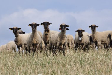 Livestock farm, herd of sheep clipart
