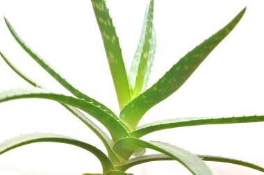 aloe vera üzerinde beyaz izole