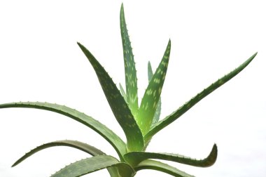 aloe vera üzerinde beyaz izole