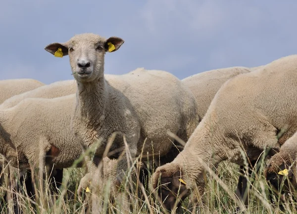 Farma zvířat, stádo ovcí — Stock fotografie