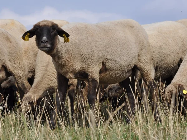Exploitation animale, troupeau de moutons — Photo