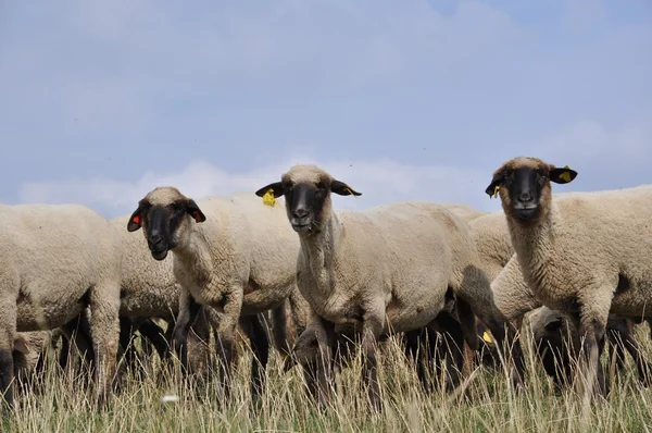 Granja ganadera, rebaño de ovejas —  Fotos de Stock