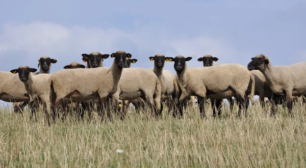 stock image Livestock farm, herd of sheep