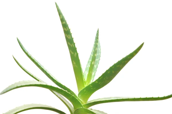 Aloe vera aislado sobre blanco —  Fotos de Stock