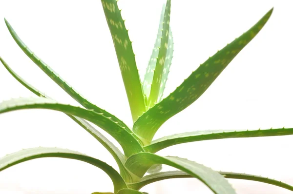 Aloe vera aislado sobre blanco — Foto de Stock