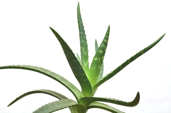 Aloe vera isolado em branco — Fotografia de Stock