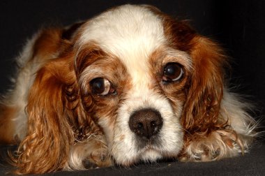 Blenheim cavalier king charles spaniel