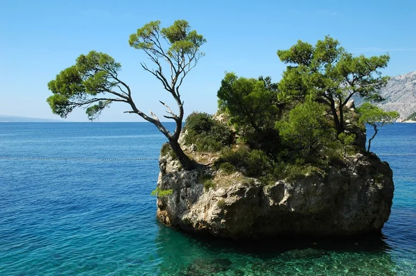 stock image Island and trees in Croatia - nature vacations background