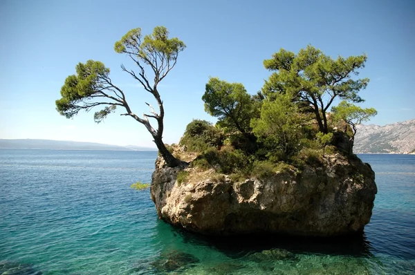 stock image Island and trees in Croatia - nature vacations background