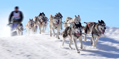 kızak köpekleri Şampiyonası