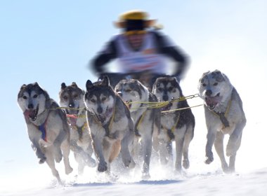 kızak köpekleri Şampiyonası