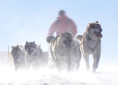 kızak köpekleri Şampiyonası