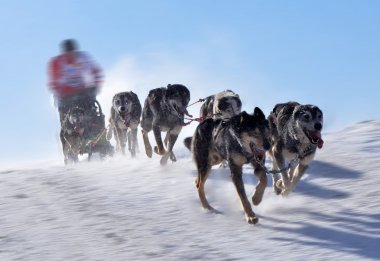 Sled dogs championship clipart