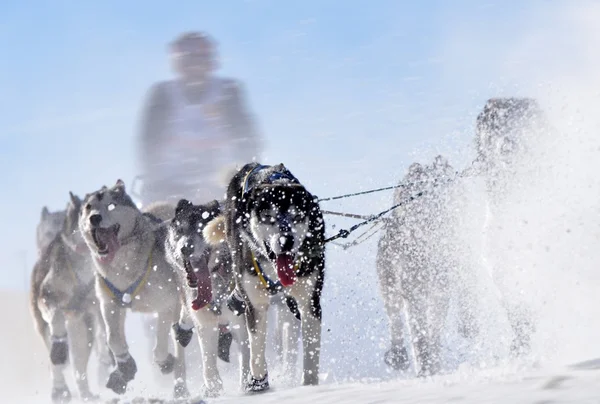 Чемпионат по саночным собакам — стоковое фото