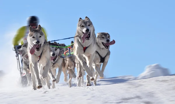 Kızak köpekleri Şampiyonası — Stok fotoğraf
