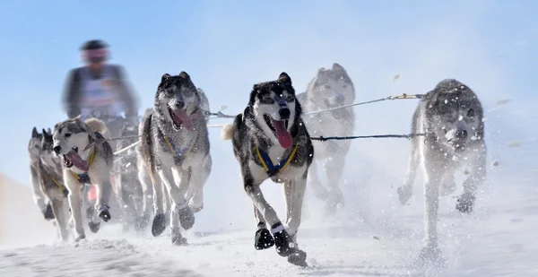 Kızak köpekleri Şampiyonası — Stok fotoğraf