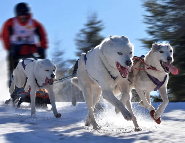 Campeonato de perros de trineo —  Fotos de Stock