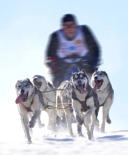 Championnat de chiens de traîneau — Photo