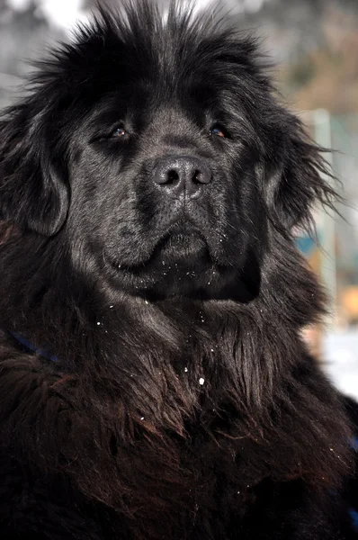 Cão da Terra Nova — Fotografia de Stock