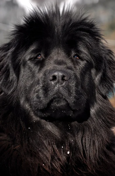 Ньюфаундленд собака — стокове фото
