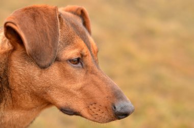 köpek portre