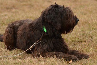 Briard clipart