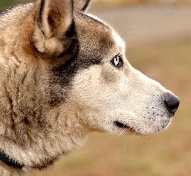 Alaskan malamute dog clipart