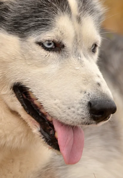 Cane malamuto dell'Alaska — Foto Stock