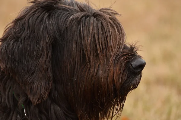 黑犬肖像 — 图库照片