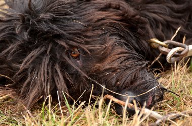 siyah Brie çoban köpeği portre