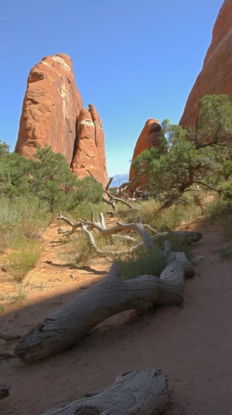 arches National park anıt ağaç infront ile