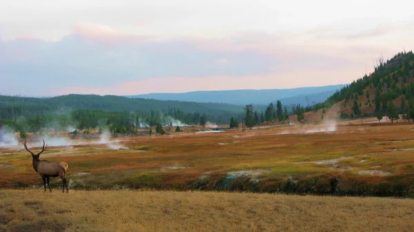 Yellowstone geyik