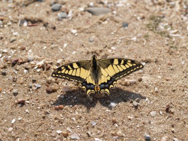 Papilio machaon