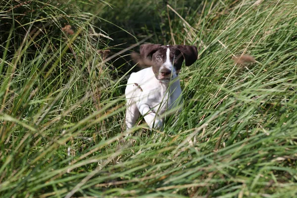 The puppy German Shorthaired Pointer — Stock Photo, Image