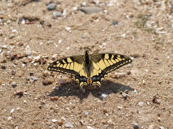 stock image Papilio machaon