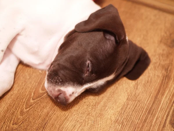 O cachorro alemão Shorthaired Pointer — Fotografia de Stock