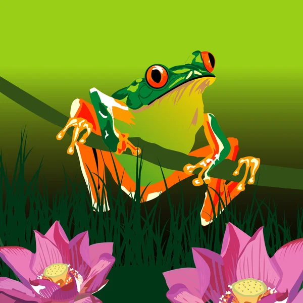 Vecteur grenouille — Image vectorielle