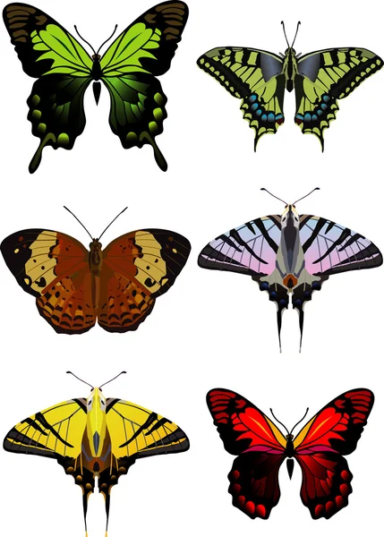 蝴蝶，蝴蝶 — 图库矢量图片
