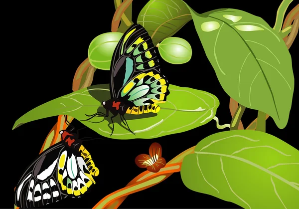 Вектор бабочек — стоковый вектор