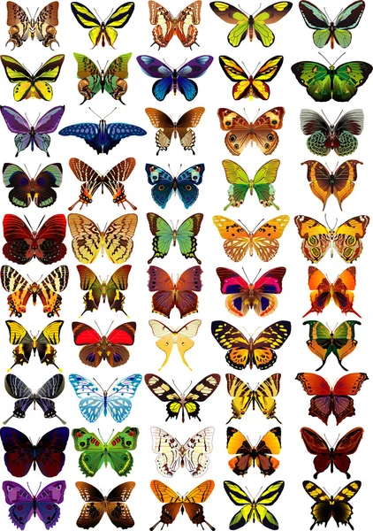 Farfalle Grafiche Vettoriali