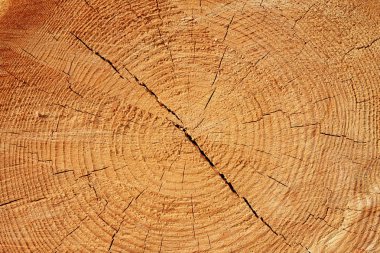 Texture of wood clipart