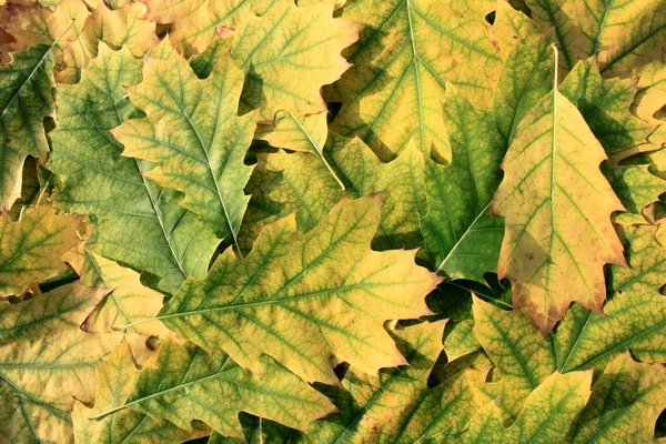 Dubové listí — Stock fotografie