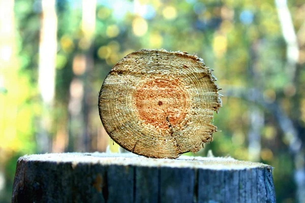 木材和业务 — 图库照片