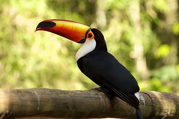 Πορτοκαλί χρεώνεται toucan, iguazu πέφτει — Φωτογραφία Αρχείου