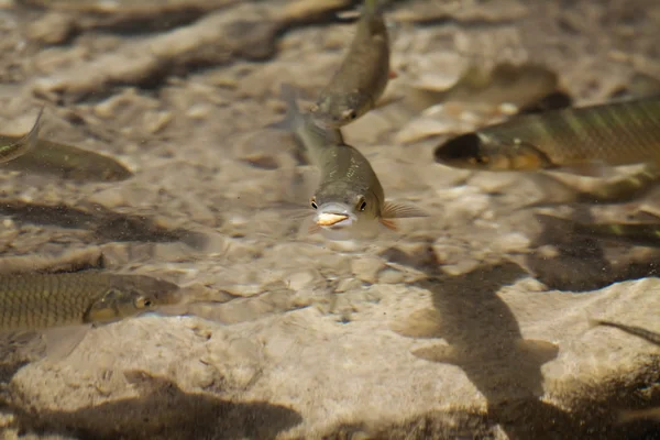 Stock image The fastest fish