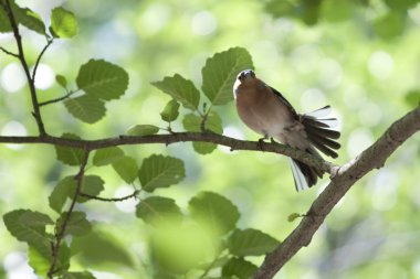 İspinoz (Fringilla coelebs dans)